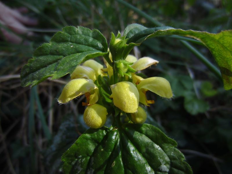 Yellow Archangel Lamium galeobdolon ard-losserey firryn