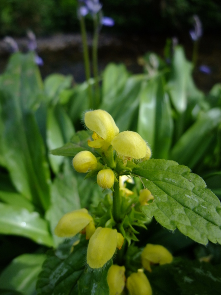 Yellow Archangel Lamium galeobdolon ard-losserey firryn