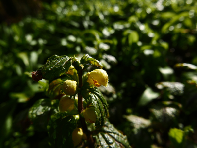 Yellow Archangel Lamium galeobdolon ard-losserey firryn