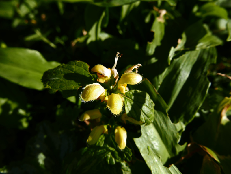 Yellow Archangel Lamium galeobdolon ard-losserey firryn