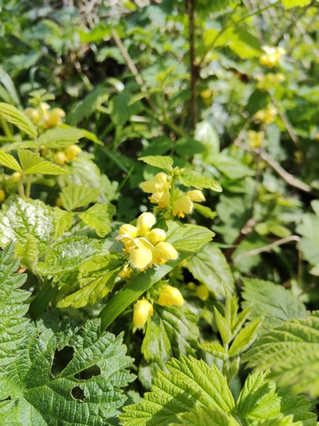 Yellow Archangel Lamium galeobdolon ard-losserey firryn