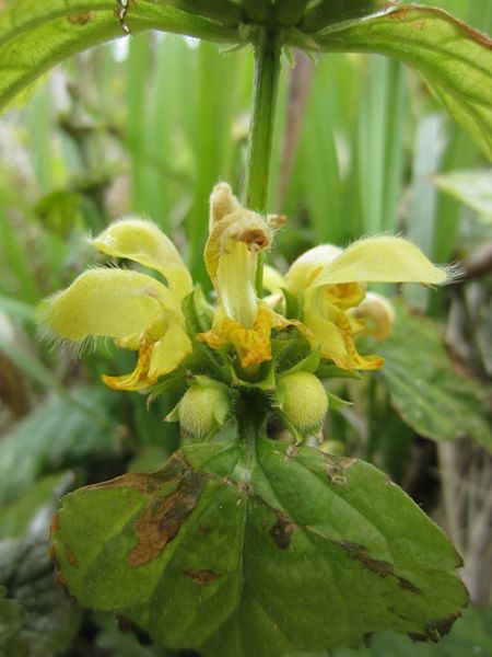 Yellow Archangel Lamium galeobdolon ard-losserey firryn