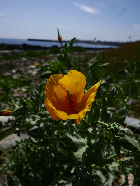 Yellow Horned Poppy Glaucium flavum Barrag wuigh