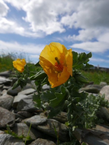 Yellow Horned Poppy Glaucium flavum Barrag wuigh