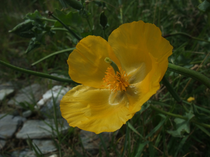 Yellow Horned Poppy Glaucium flavum Barrag wuigh