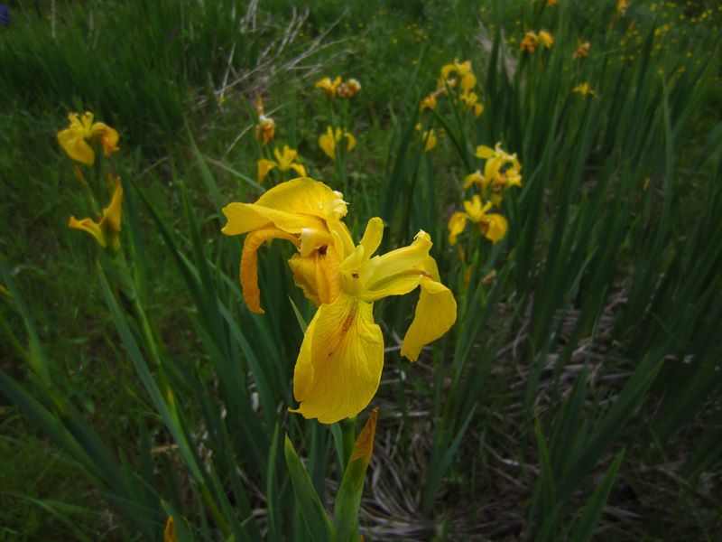 Yellow Iris Iris pseudacorus cliogagh