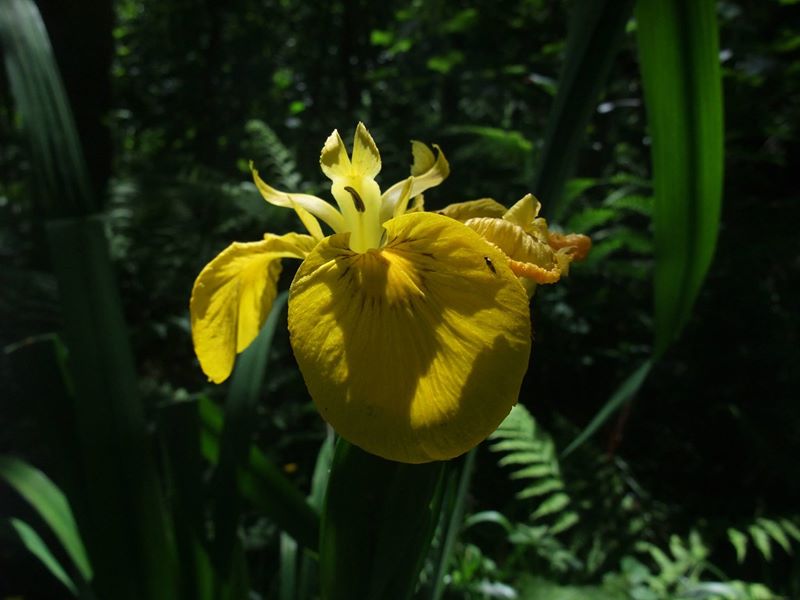 Yellow Iris Iris pseudacorus cliogagh