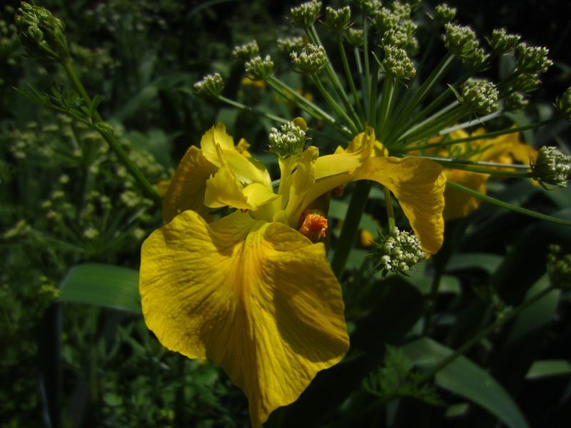 Yellow Iris Iris pseudacorus cliogagh