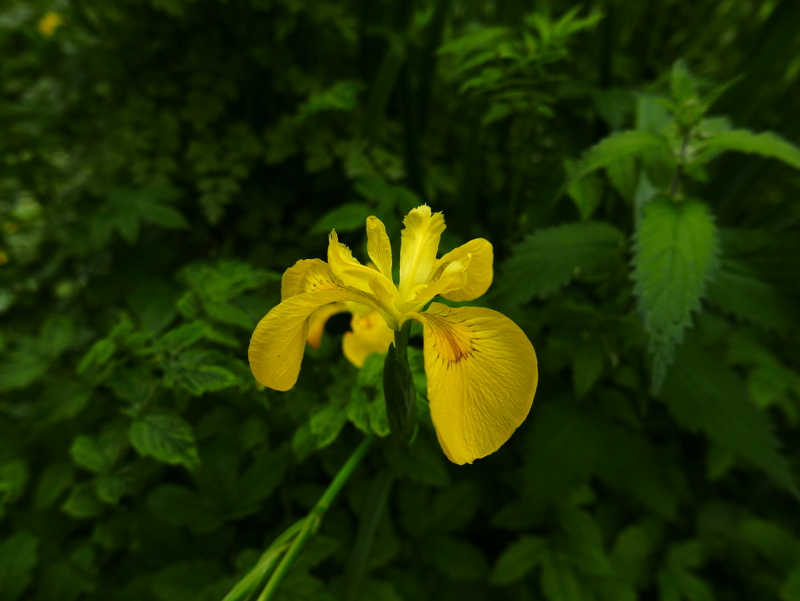 Yellow Iris Iris pseudacorus cliogagh