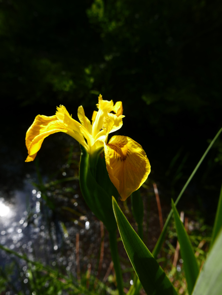 Yellow Iris Iris pseudacorus cliogagh