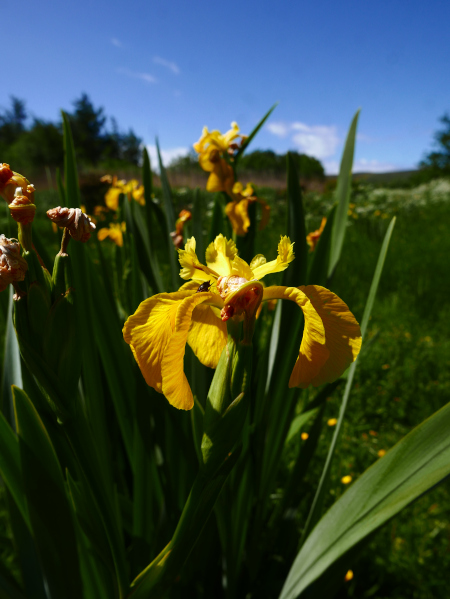 Yellow Iris Iris pseudacorus cliogagh