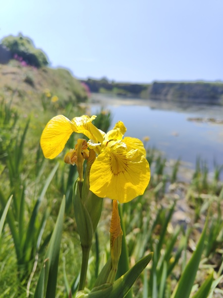 Yellow Iris Iris pseudacorus cliogagh