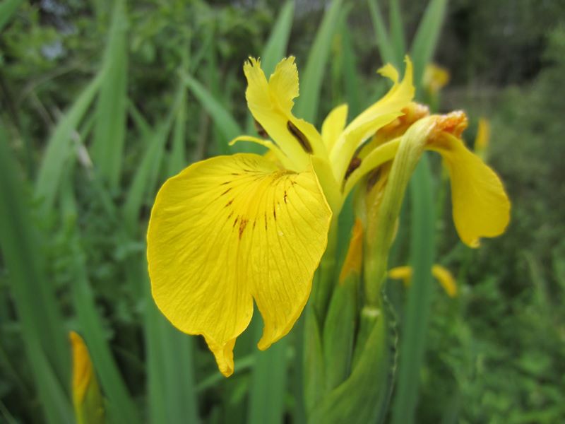 Yellow Iris Iris pseudacorus cliogagh