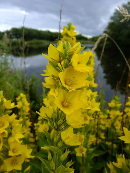 Yellow Loosestrife Lysimachia vulgaris Shellaghan buigh