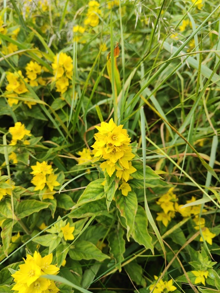 Yellow Loosestrife Lysimachia vulgaris Shellaghan buigh