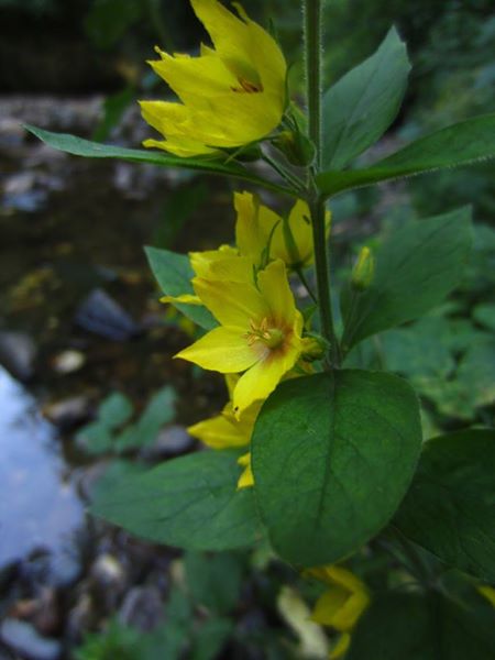 Yellow Loosestrife Lysimachia vulgaris Shellaghan buigh