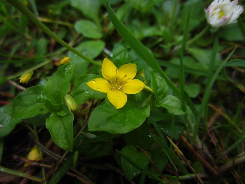 Yellow Pimpernel Lysimachia nemorum Shamrag Voirrey