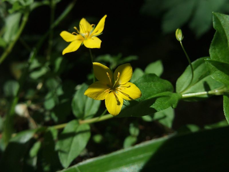 Yellow Pimpernel Lysimachia nemorum Shamrag Voirrey