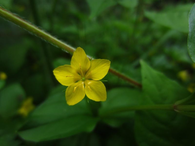 Yellow Pimpernel Lysimachia nemorum Shamrag Voirrey