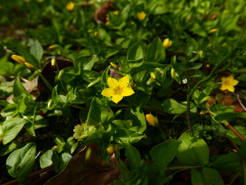 Yellow Pimpernel Lysimachia nemorum Shamrag Voirrey