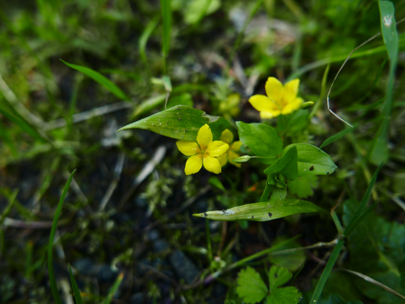 Yellow Pimpernel Lysimachia nemorum Shamrag Voirrey