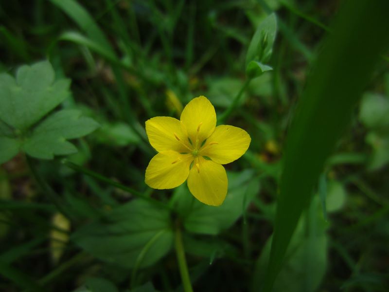 Yellow Pimpernel Lysimachia nemorum Shamrag Voirrey