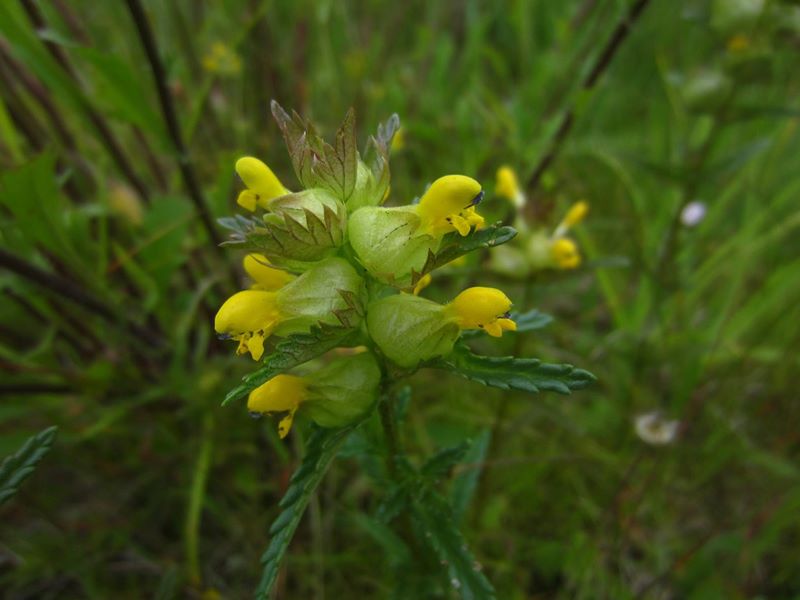 Yellow Rattle Rhinanthus minor Gliggan bwee