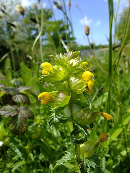 Yellow Rattle Rhinanthus minor Gliggan bwee