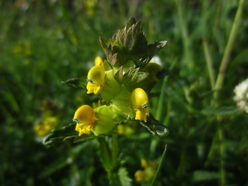 Yellow Rattle Rhinanthus minor Gliggan bwee