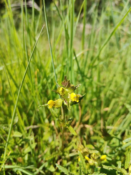 Yellow Rattle Rhinanthus minor Gliggan bwee