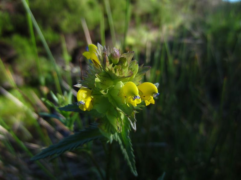 Yellow Rattle Rhinanthus minor Gliggan bwee