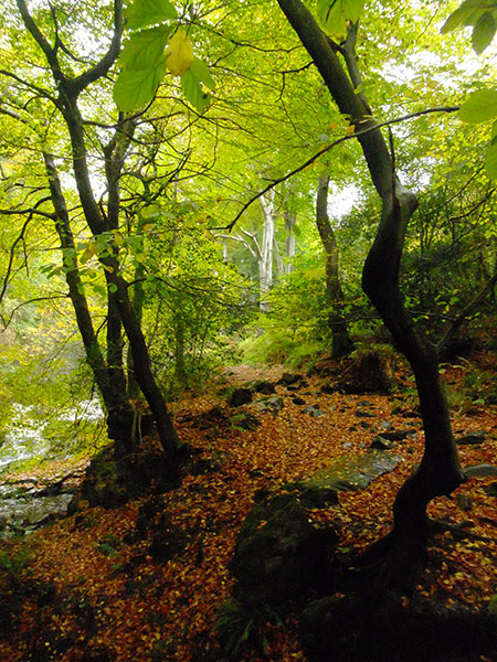 Ballaglass Glen