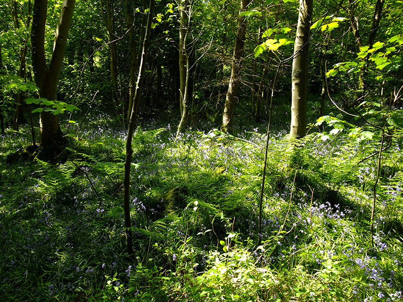 Ballaglass Glen