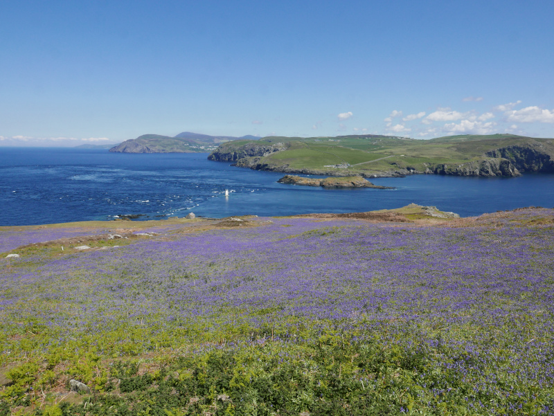 Calf of Man