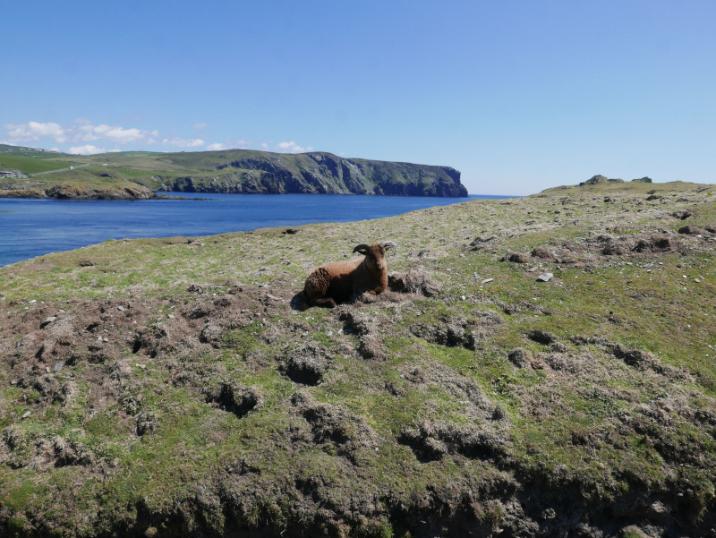 Calf of Man